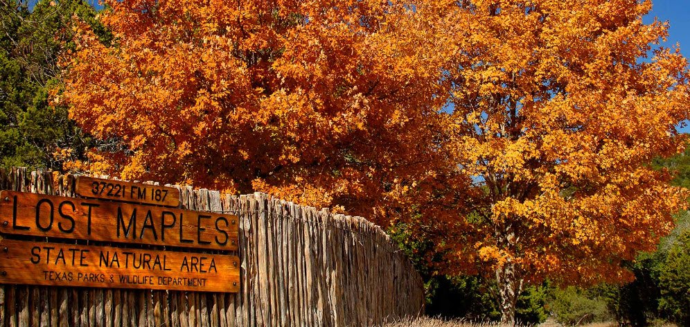 Lost Maples State Natural Area, Texas, USA
